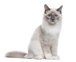 MSD026 siberische kat_382261702